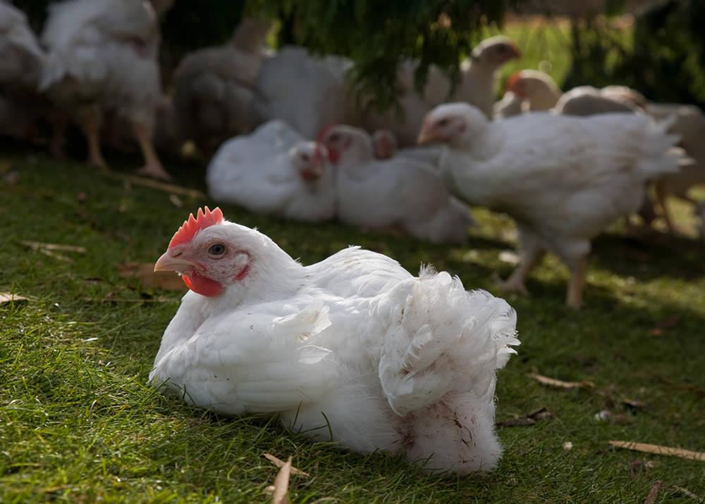 About Broiler Chickens | Compassion USA