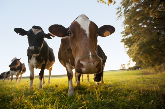 Cows_in_field.jpg