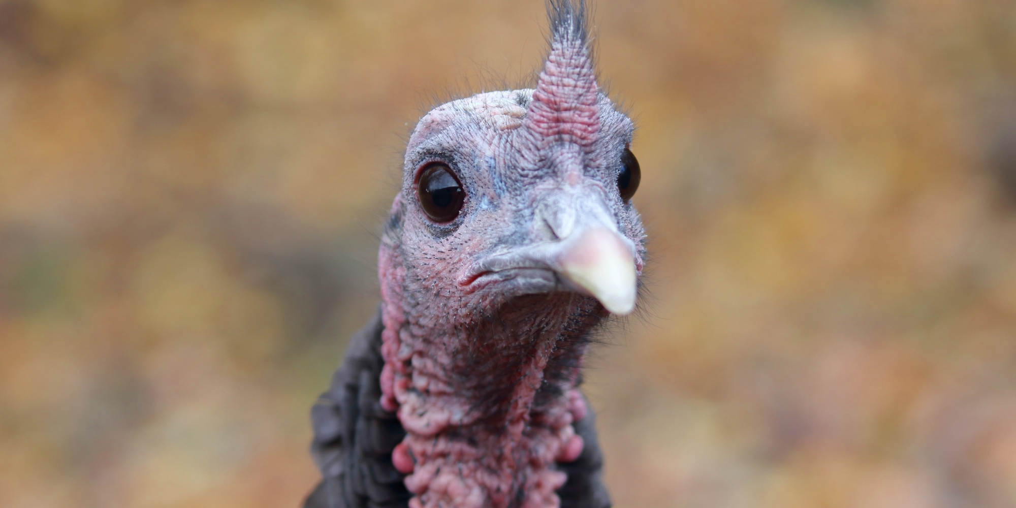 FACT OR FOWL? Turkey Facts 2021 | Compassion USA