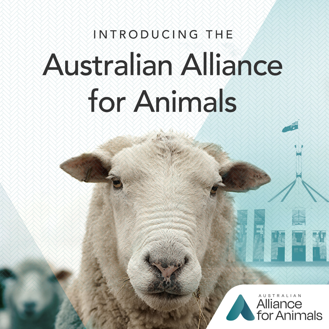 Joining Forces For Australian Animals | Compassion USA